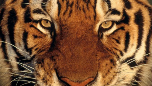 Scopri di più sull'articolo GLI UCCIDONO IL CUCCIOLO, MAMMA TIGRE SI VENDICA