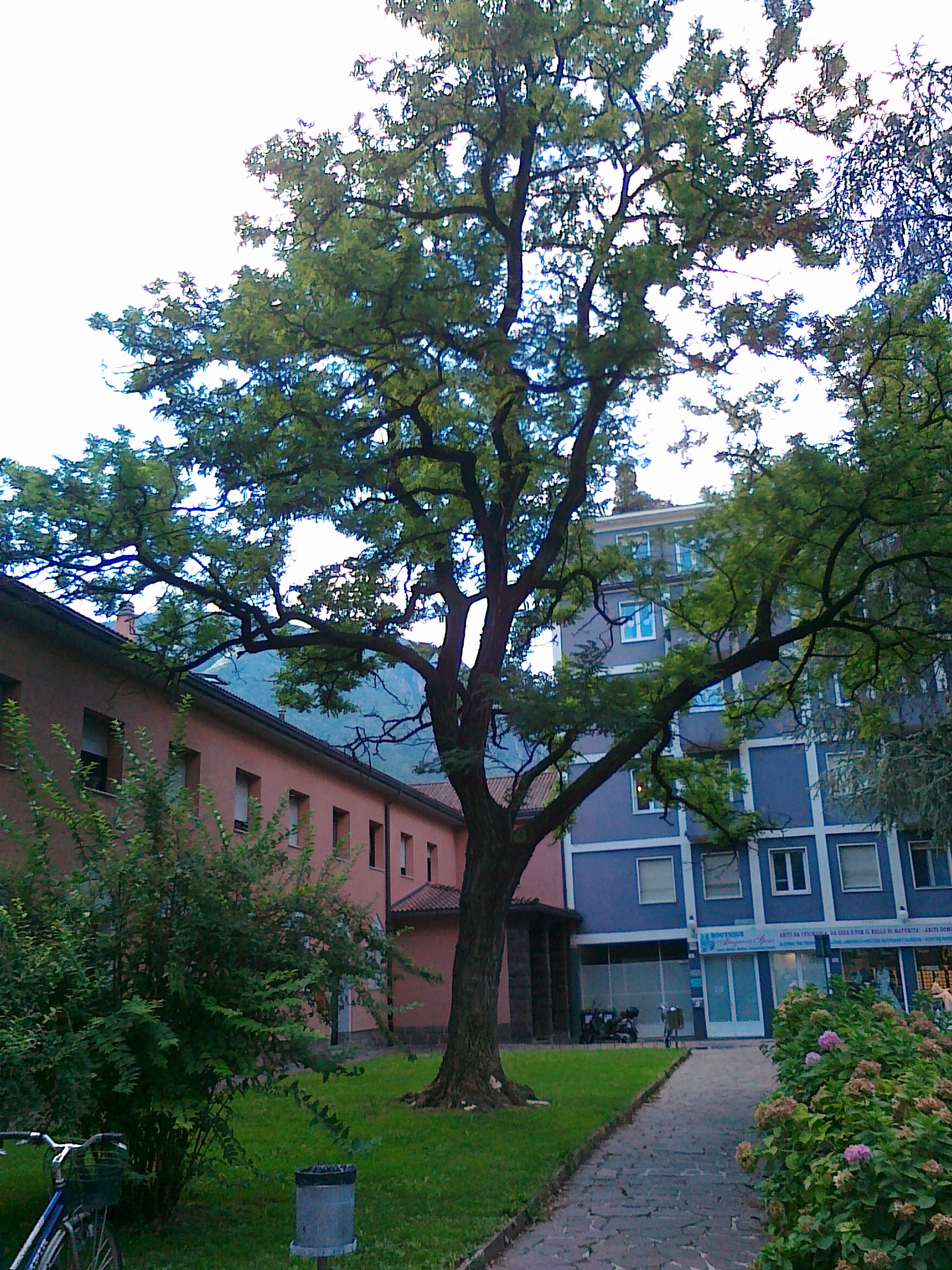 Mehr über den Artikel erfahren SI STA COME GLI ALBERI SULLE STRADE A BOLZANO