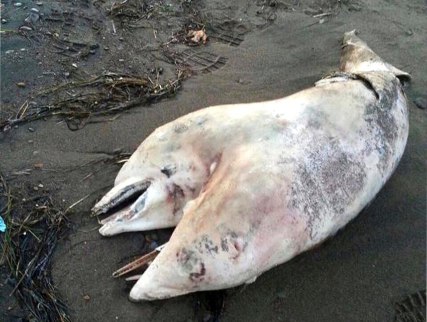 Scopri di più sull'articolo Türkei „Sportler findet toten zweiköpfigen Delphin am Strand“