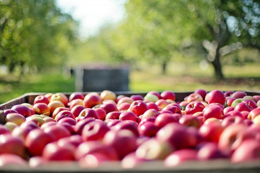 Scopri di più sull'articolo Qual è la frutta e la verdura di stagione a gennaio?