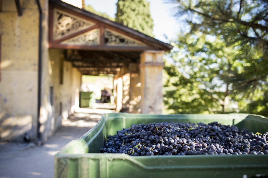 Scopri di più sull'articolo La vendemmia secondo Kornell