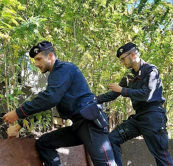 Scopri di più sull'articolo Furbacchione arrestato. Coltiva “erba” in quel di Caldaro