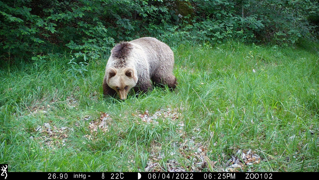 Scopri di più sull'articolo Gli scatti più belli della natura “catturati” dalle fototrappole del MUSE