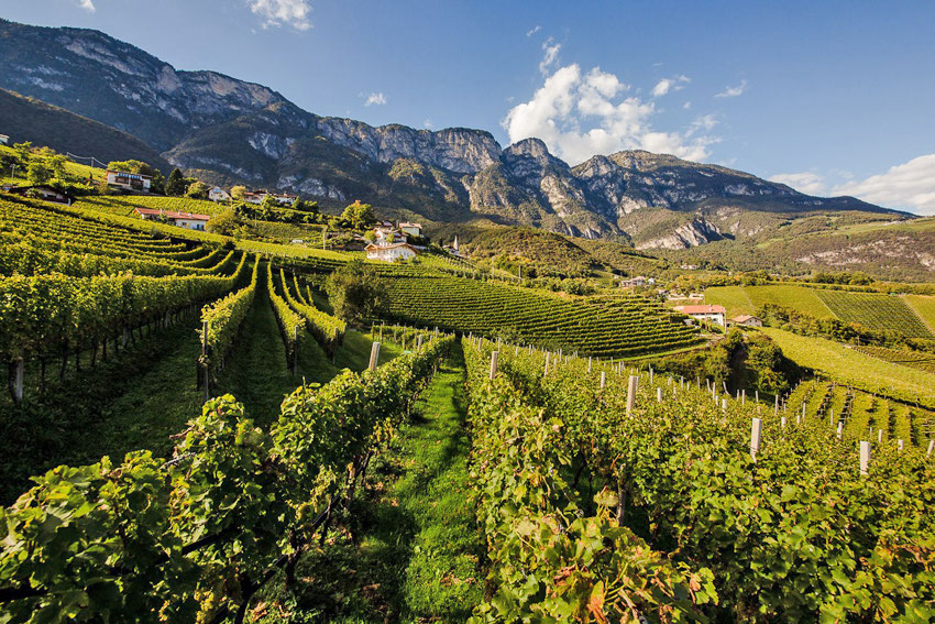 Mehr über den Artikel erfahren 5ª edizione del Concorso del Sauvignon Blanc d’Italia, tanto Alto Adige (ma non solo) tra i primi 10