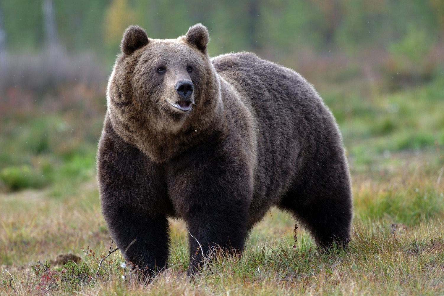 Scopri di più sull'articolo Trentino. Turista francese aggredito da orso, Lav chiede misure di prevenzione e tutela