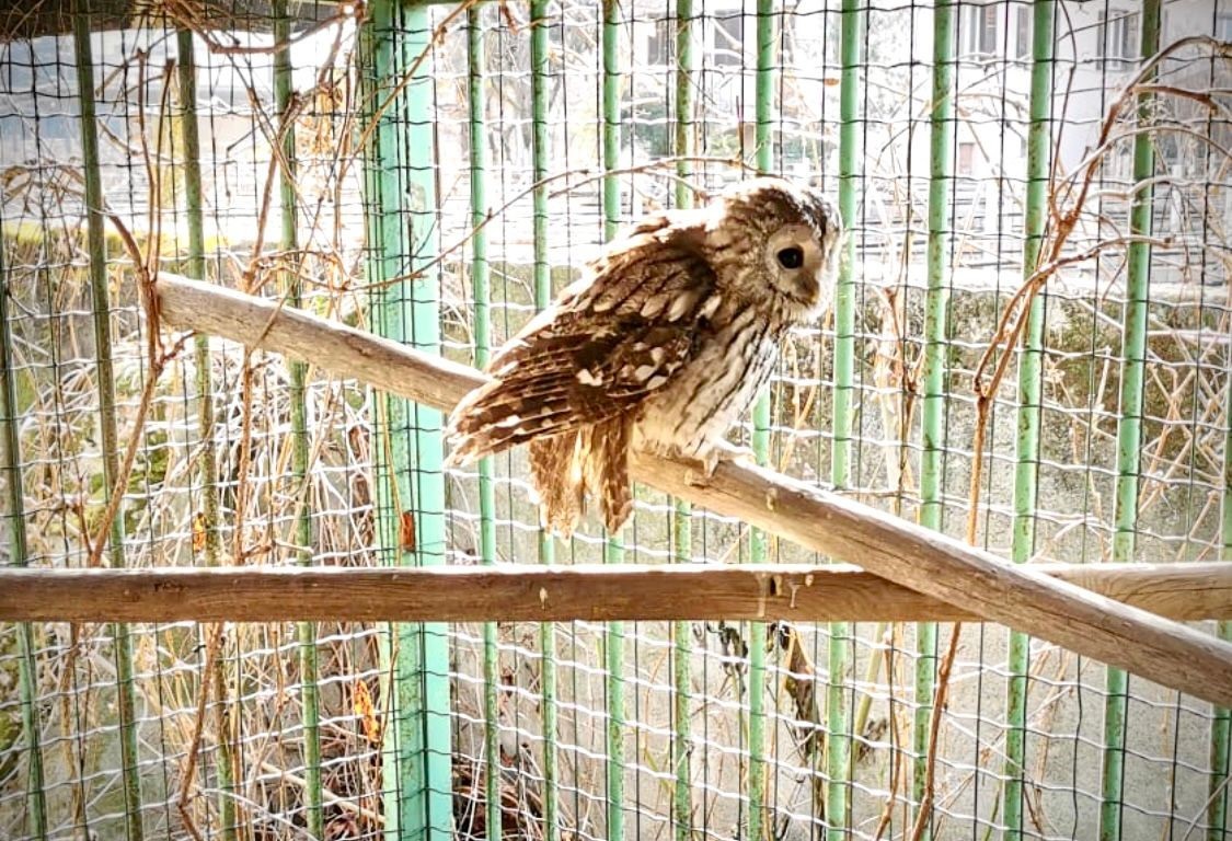 Scopri di più sull'articolo Bolzano, salvato il rapace con l’ala distrutta