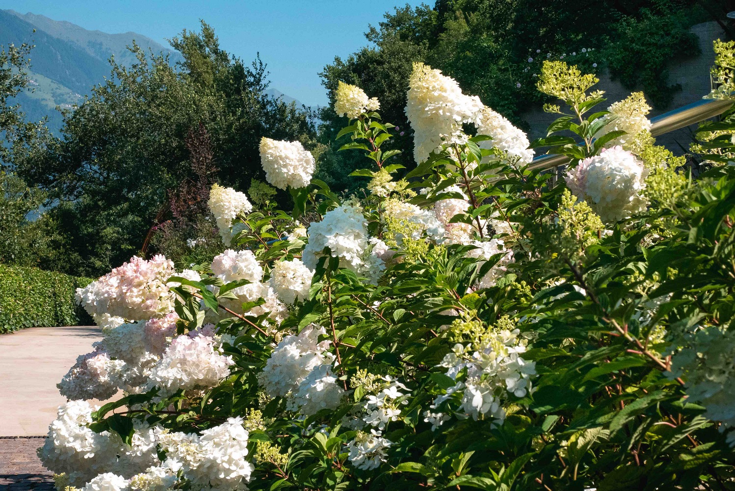 Scopri di più sull'articolo Merano. Curiosità sulle ortensie ai Giardini di Castel Trauttmansdorff