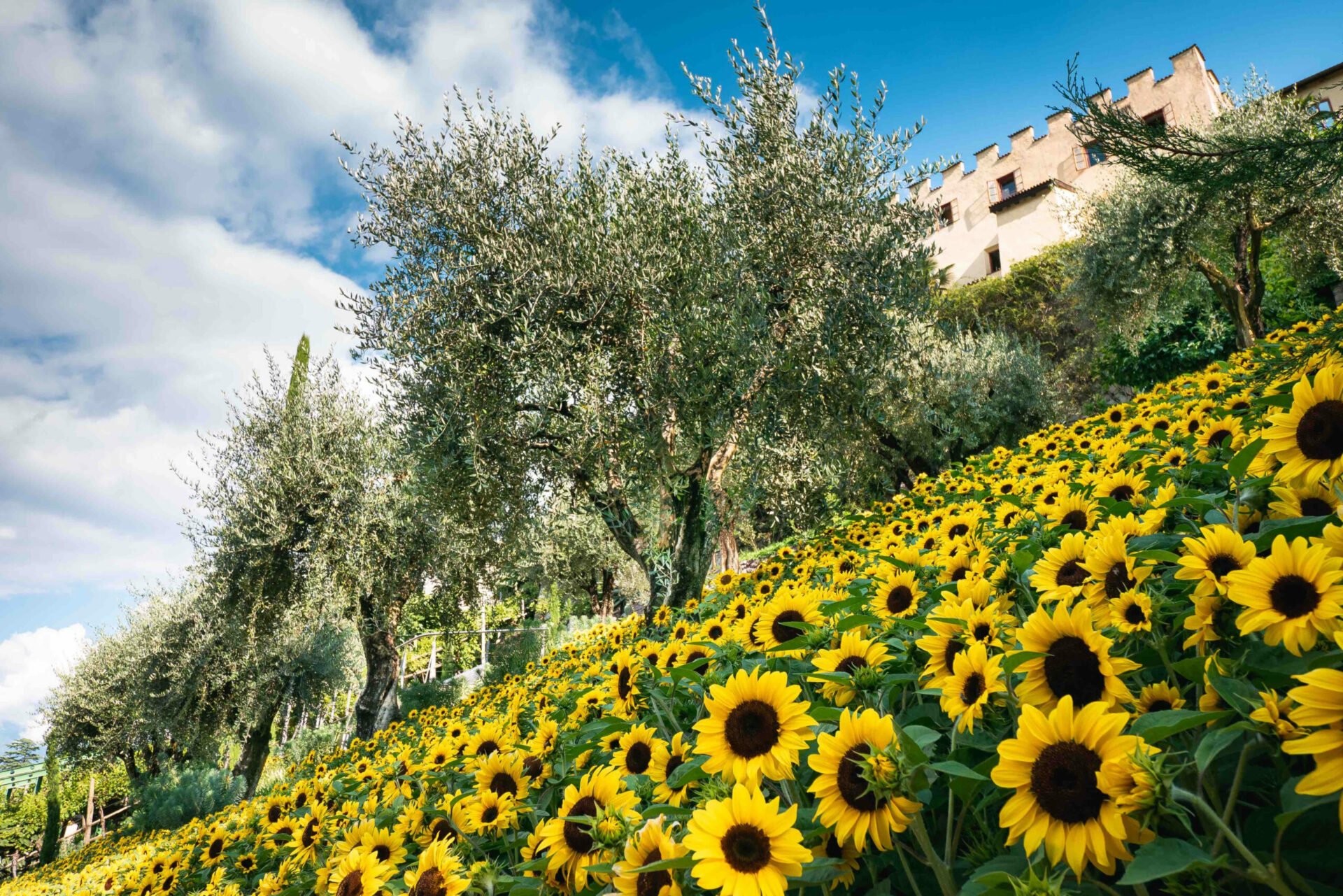 Scopri di più sull'articolo Merano. Top 5 dell’estate a Trauttmansdorff