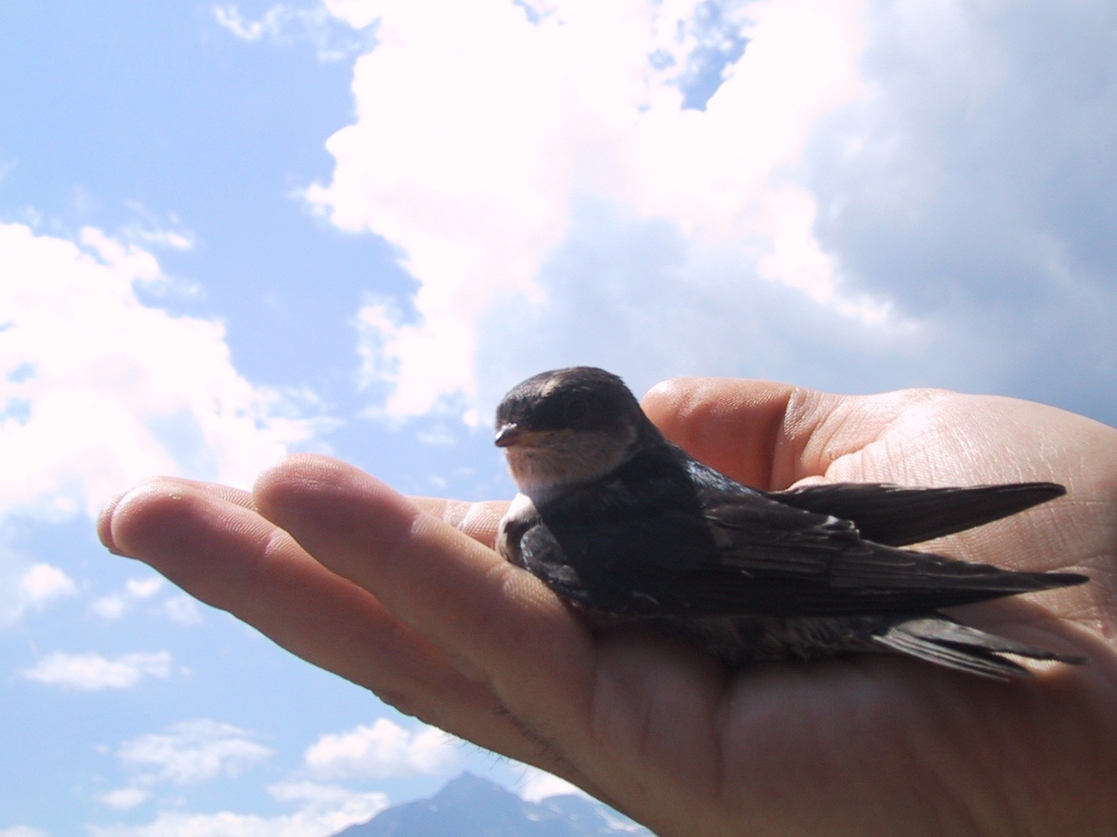 Scopri di più sull'articolo Jahresbericht mit Erfolgsstatistik 2023 des Pflegezentrums für Vogelfauna Schloss Tirol