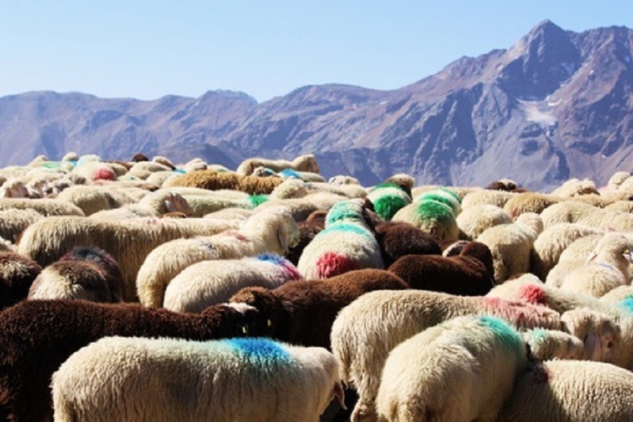 Scopri di più sull'articolo La Transumanza in Val Senales