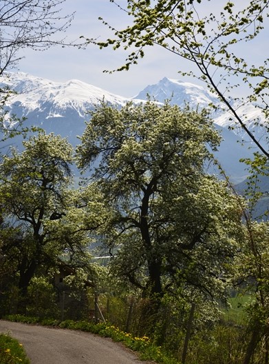 Mehr über den Artikel erfahren Tag der Landschaft 2024 „Majestätische Palabirn-Bäume“ 