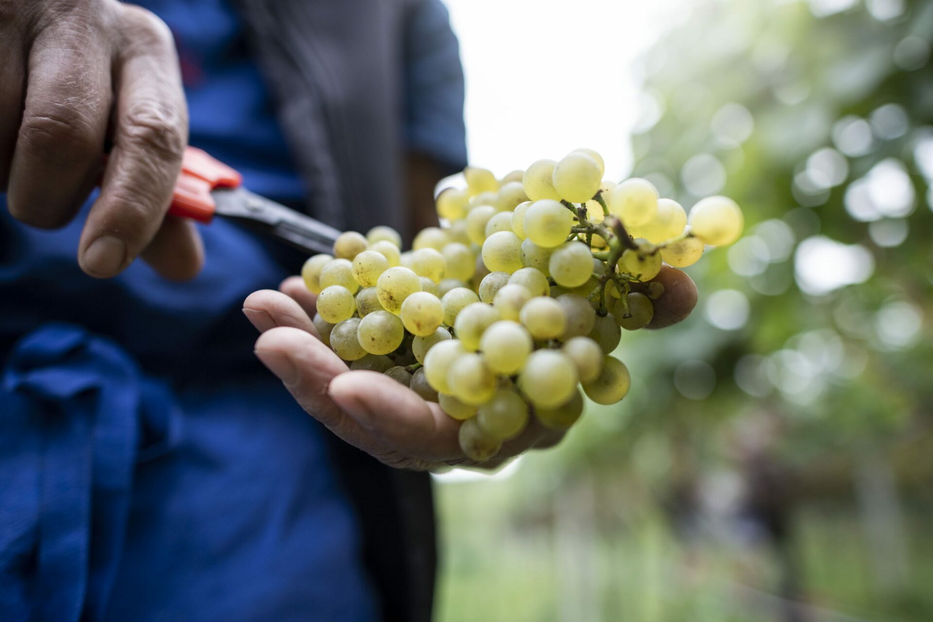 Mehr über den Artikel erfahren Iniziata la vendemmia in Alto Adige